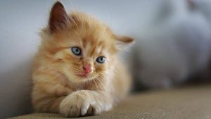 100 Nama Kucing Korea Lucu Yang Cocok Untuk Kucing Kamu
